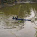 2024-10 - Népal - J11 - Parc National de Chitwan - 104